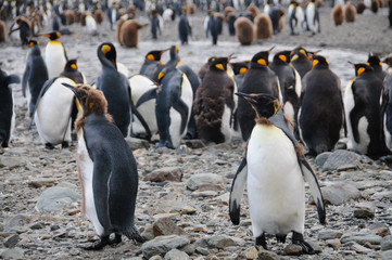 King Penguins at Fortuna Bay