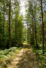 Summer landscape of Karelia