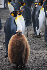 King Penguins on Gold Harbour