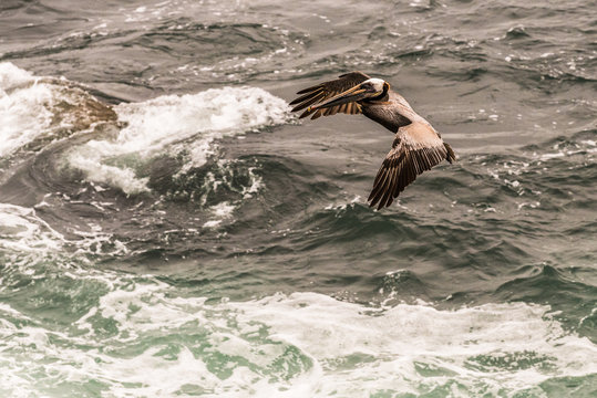Brown Pelican landing into Pacific Ocean Close up