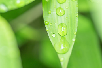 Fototapeta premium 新緑の笹