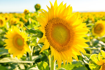 Fototapeta premium Sunflowers soaking up the sunshine in a field
