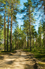 Fototapeta premium Summer landscape of Karelia