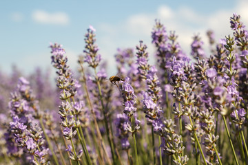 Close up of a lavender field with a honey bee just leaving a flower