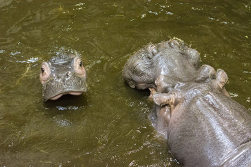 Fototapeta premium Hitting the hippos in dirty water.