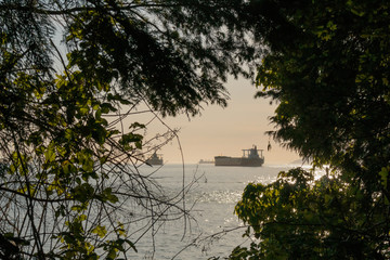 Photo of ship seen through branches and leaves