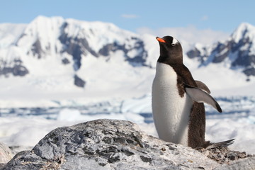 Penguin wildlife 