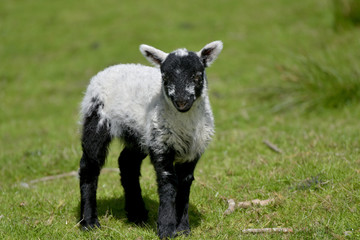 Fototapeta premium White lamb by Loughrigg Tarn, English Lake District