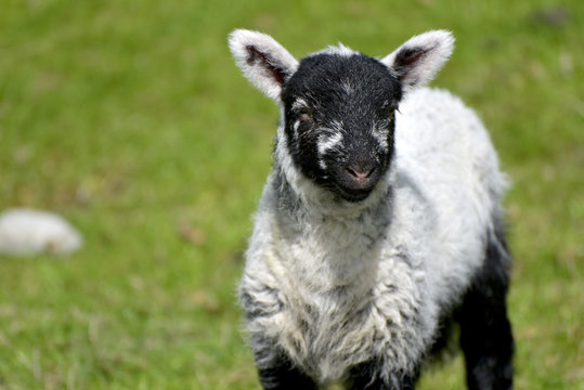 White lamb by Loughrigg Tarn, English Lake District