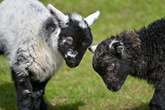 Black and white lambs lamb by Loughrigg Tarn, English Lake District