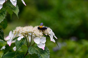 紫陽花に熊蜂（Hydrangea and Carpenter bee)
