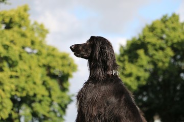 afghanischer windhund portrait