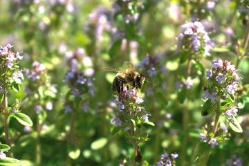 Closeup of a bee on an oregano flower