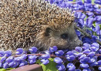 Ёж © galina_savina