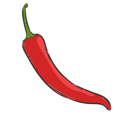 Vector hand drawn illustration. Isolated chilli pepper. Detailed vegetarian food drawing. Farm market product.