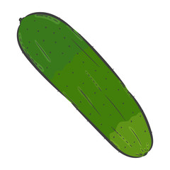 Vector hand drawn illustration. Isolated cucumber. Detailed vegetarian food drawing. Farm market product.