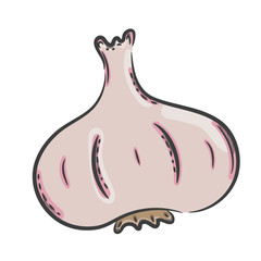 Vector hand drawn illustration. Isolated garlic. Detailed vegetarian food drawing. Farm market product.