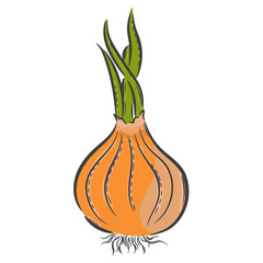 Vector hand drawn illustration. Isolated onion. Detailed vegetarian food drawing. Farm market product.