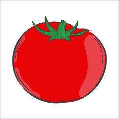 Vector hand drawn illustration. Isolated tomato. Detailed vegetarian food drawing. Farm market product.