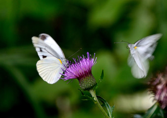 ノアザミの花にモンシロチョウ（Japanese thistle flower and Small cabbage white butterfly）