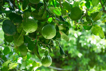 Fototapeta premium The bergamot on the tree
