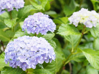 あじさい