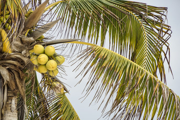 Fototapeta premium palm tree