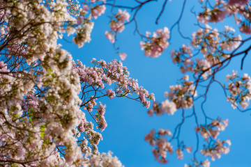 Plumeria flowers bloom in beautiful winter.