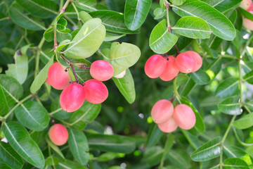 Carunda or Karonda,Fruit for health,You can meet them in central or southern of Thailand,Pink fruit.Carunda,Karonda