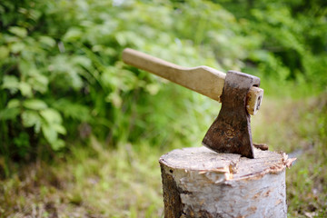 The old axe on a birch stub