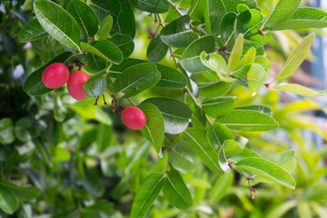 Carunda or Karonda,Fruit for health,You can meet them in central or southern of Thailand,Pink fruit.Carunda,Karonda