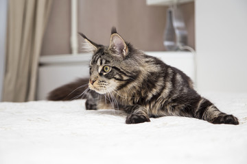  Мейн-кун лежит  с игрушкой. Горизонтально.