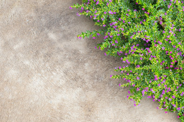 False heather, Elfin herb flower