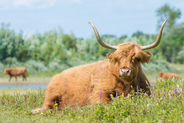 Closeup of Highland Cow Lying amid Wildflowers in Summer