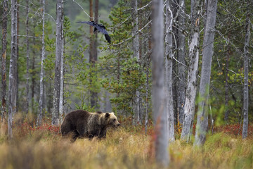 Brown Bear in Nordic forest