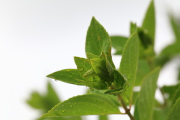 Obraz premium Rain drops on the leaves after rain.