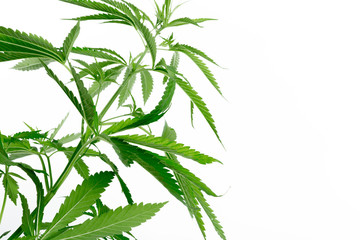 cannabis marijuana plant detail