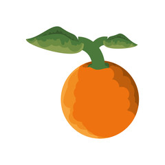 isolated orange fruit icon vector illustration graphic design