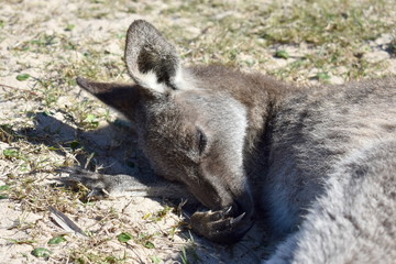 Kangaroos