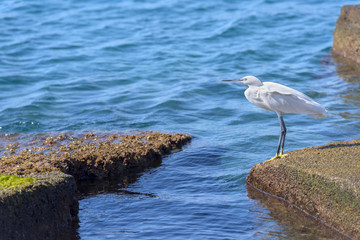 Little egret, Egretta garzetta, single bird standing on a rock close to water, looking for small fish