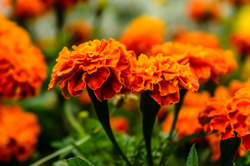 Mexicn marigolds (Tagetes erecta, Aztec marigold) on a flowerbed