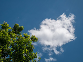 cloudy blue sky and big tree