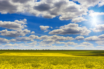 canola flowers with blue sky and sun