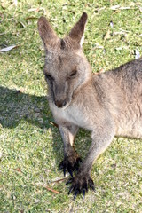 Kangaroos