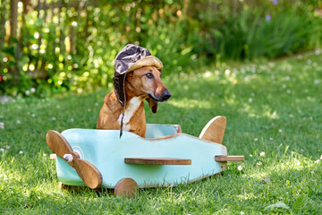 lustiger Hund im Holzflieger