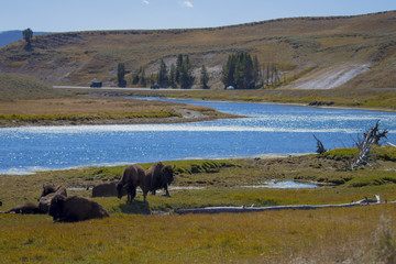 Yellowstone National Park, Wyoming, USA	