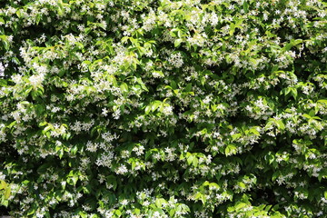 Fototapeta na wymiar Many white scented jasmine blossoms in summer