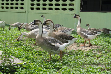 Feed the goose on the grass