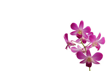 Naklejka na ściany i meble flower background with fresh orchid, copy space, orchid isolated white, Beautiful orchid on the white with copy space