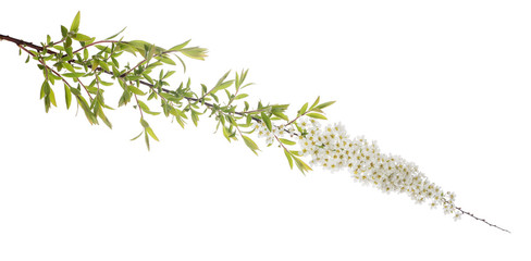 spring branch with white small blooms